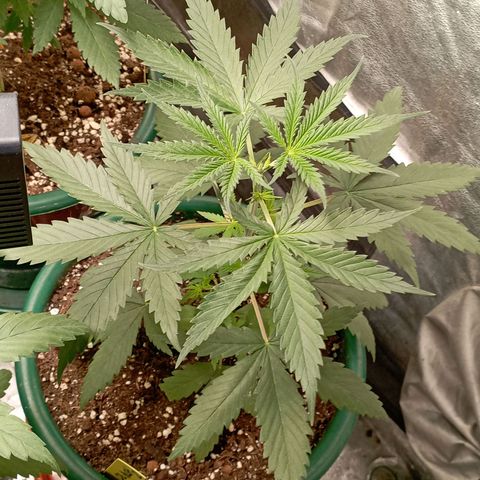 OG Kush 2 growlog timeline photo
