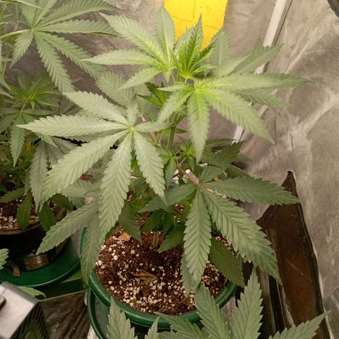 Amnesia 1 growlog timeline photo