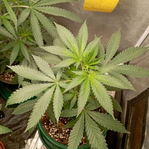 Amnesia 1 growlog timeline photo