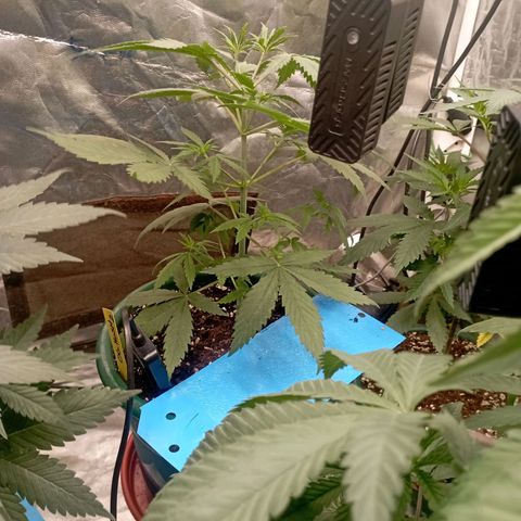 OG Kush 2 growlog timeline photo