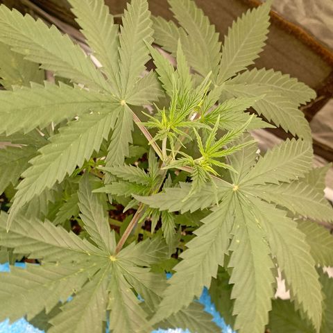 OG Kush 2 growlog timeline photo