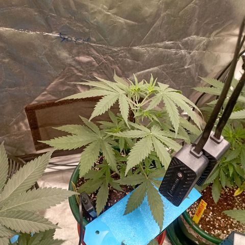 OG Kush 2 growlog timeline photo