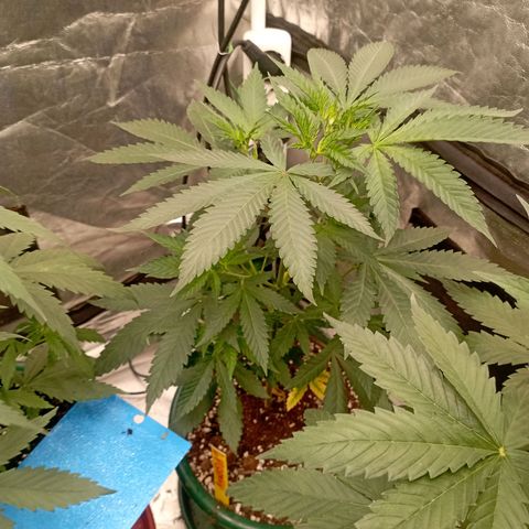 Amnesia 1 growlog timeline photo
