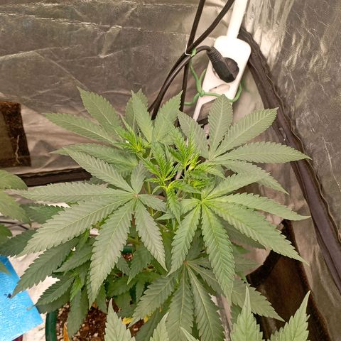 Amnesia 1 growlog timeline photo