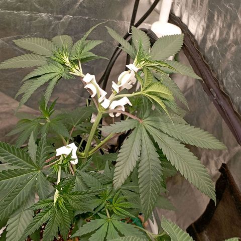 Amnesia 1 growlog timeline photo