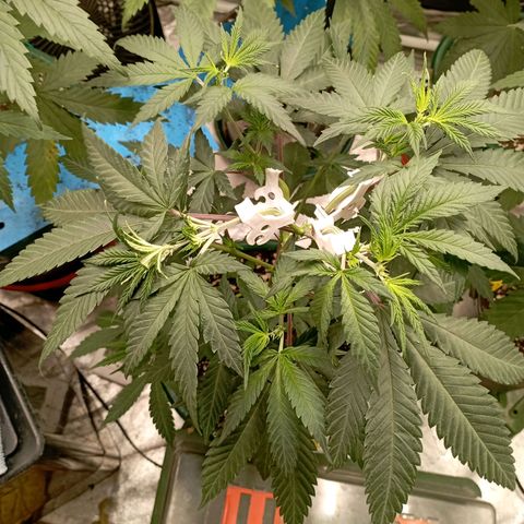 Amnesia 1 growlog timeline photo