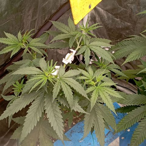 OG Kush 2 growlog timeline photo