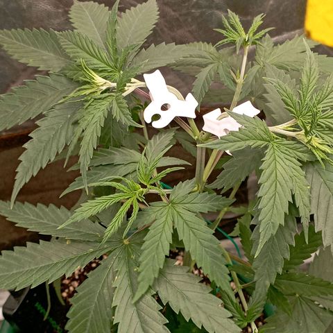 OG Kush 2 growlog timeline photo