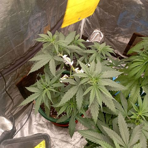 OG Kush 2 growlog timeline photo