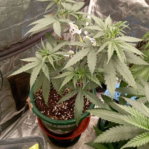 OG Kush 2 growlog timeline photo