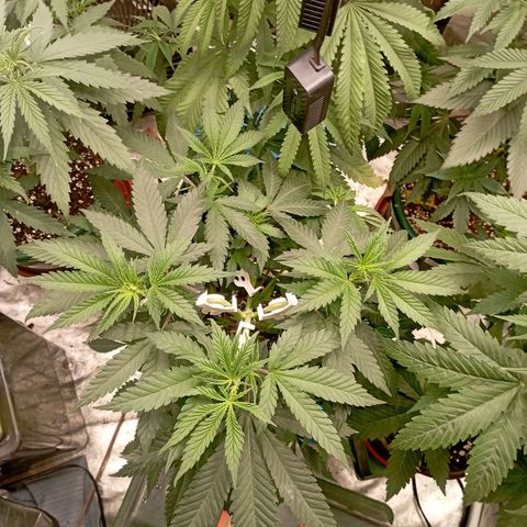Amnesia 1 growlog timeline photo