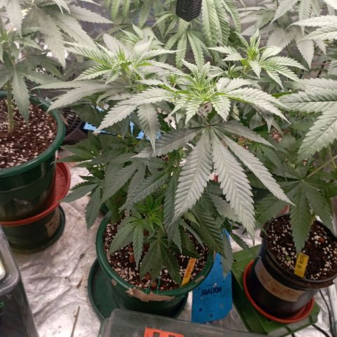 Amnesia 1 growlog timeline photo