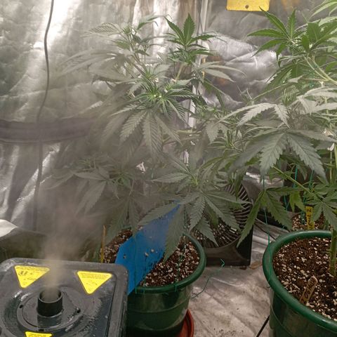 Amnesia 1 growlog timeline photo