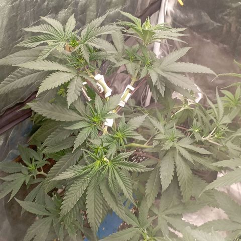 Amnesia 1 growlog timeline photo