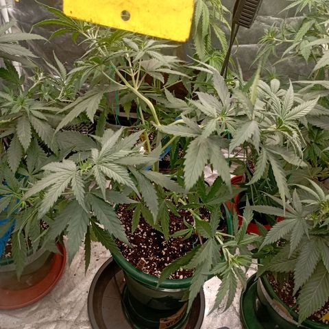 OG Kush 2 growlog timeline photo