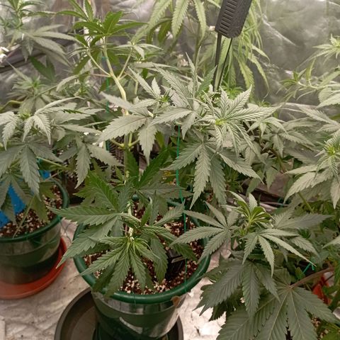OG Kush 2 growlog timeline photo