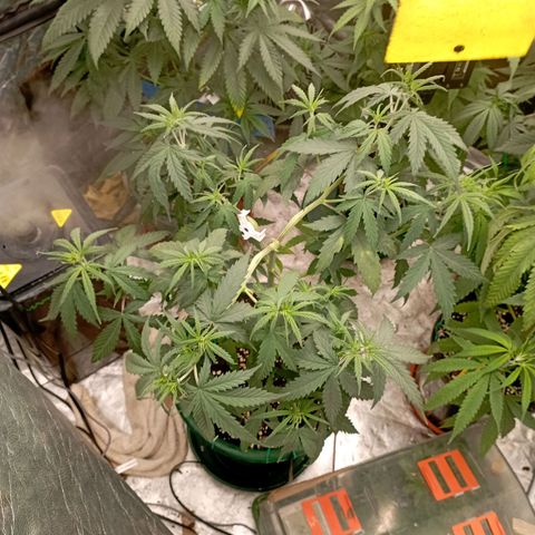 OG Kush 2 growlog timeline photo