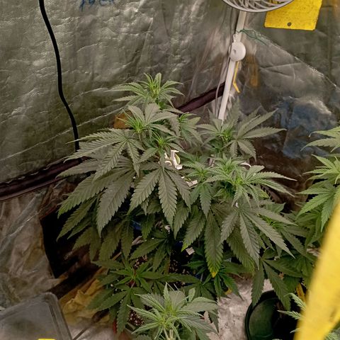 Amnesia 1 growlog timeline photo