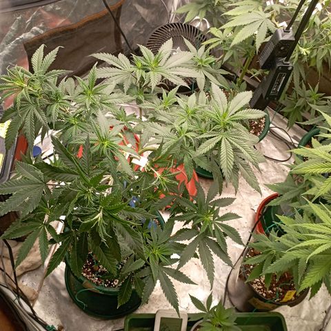 Amnesia 1 growlog timeline photo
