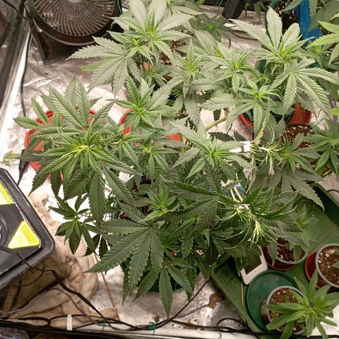 Amnesia 1 growlog timeline photo