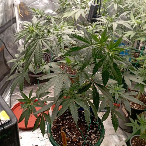 Amnesia 1 growlog timeline photo