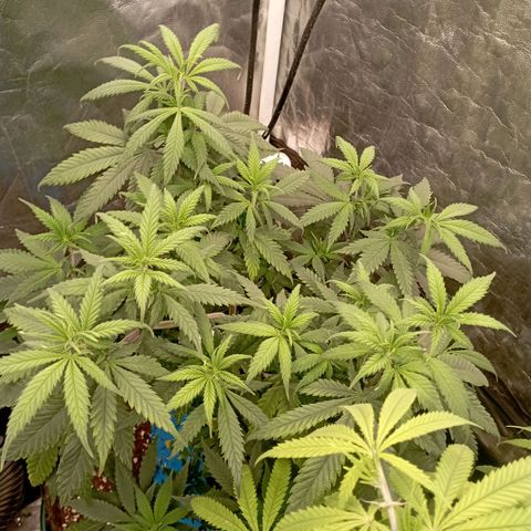 Amnesia 1 growlog timeline photo
