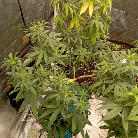 OG Kush 2 growlog timeline photo