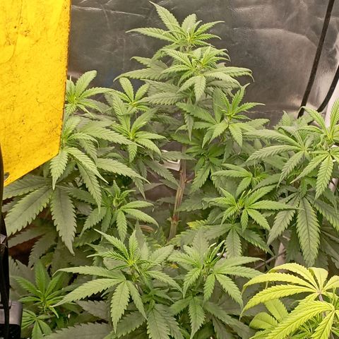 Amnesia 1 growlog timeline photo