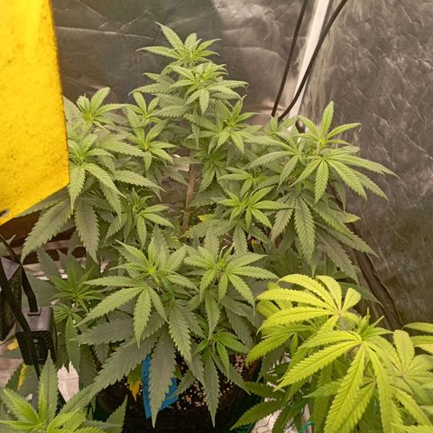 Amnesia 1 growlog timeline photo