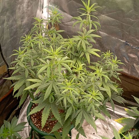 OG Kush 2 growlog timeline photo