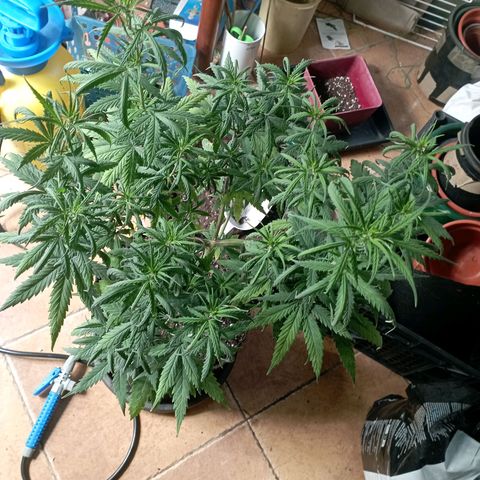 OG Kush 2 growlog timeline photo