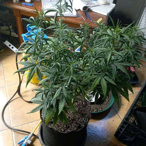 OG Kush 2 growlog timeline photo