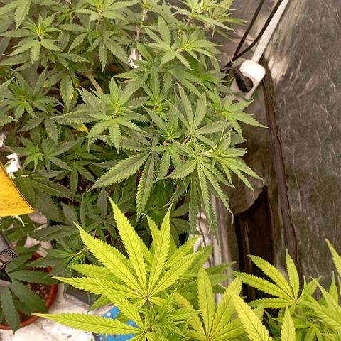 Amnesia 1 growlog timeline photo