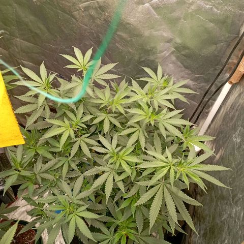 Amnesia 1 growlog timeline photo
