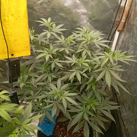 Amnesia 1 growlog timeline photo