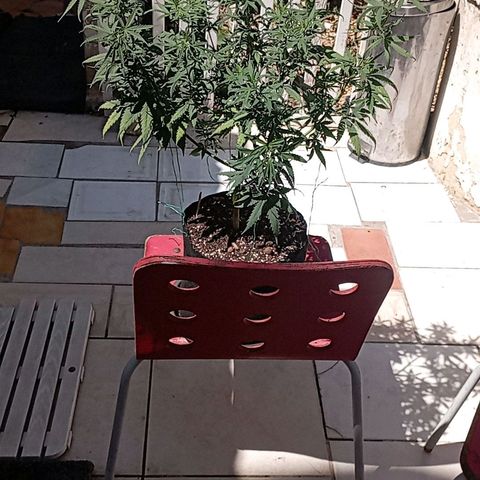 OG Kush 2 growlog timeline photo