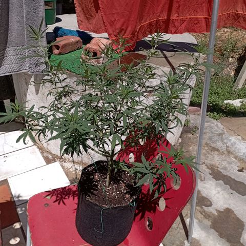 OG Kush 2 growlog timeline photo
