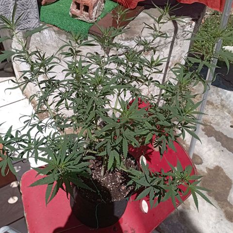 OG Kush 2 growlog timeline photo