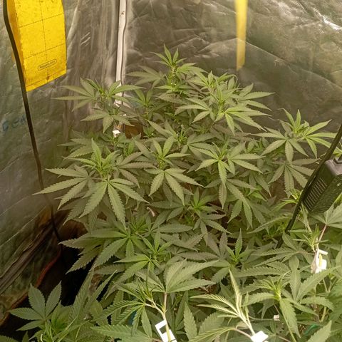 Amnesia 1 growlog timeline photo