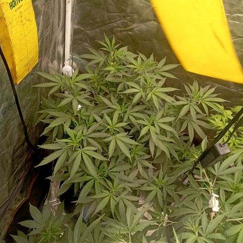 Amnesia 1 growlog timeline photo