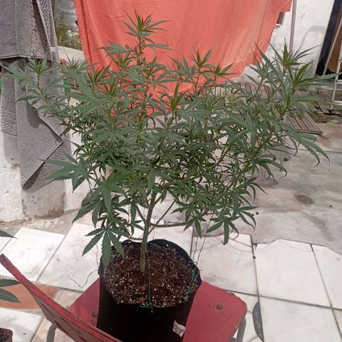 OG Kush 2 growlog timeline photo