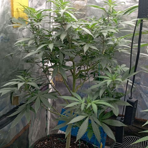 Amnesia 1 growlog timeline photo