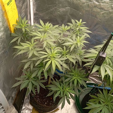 Amnesia 1 growlog timeline photo