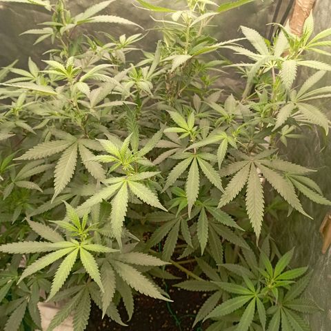 Amnesia 1 growlog timeline photo