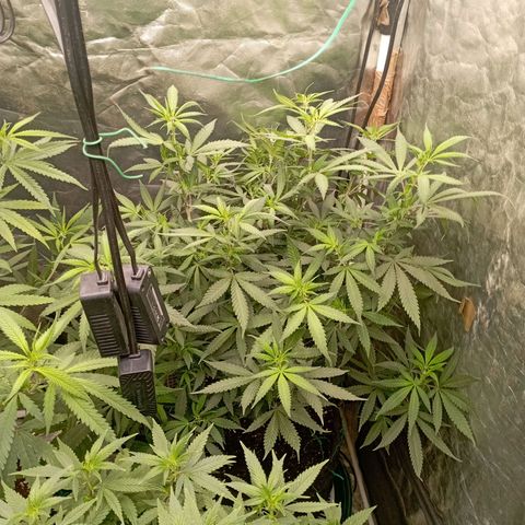 Amnesia 1 growlog timeline photo