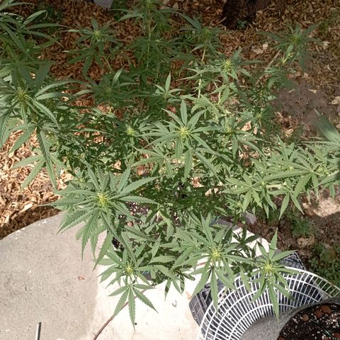 OG Kush 2 growlog timeline photo