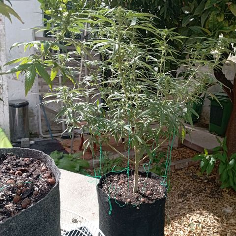 OG Kush 2 growlog timeline photo