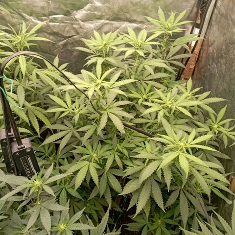 Amnesia 1 growlog timeline photo