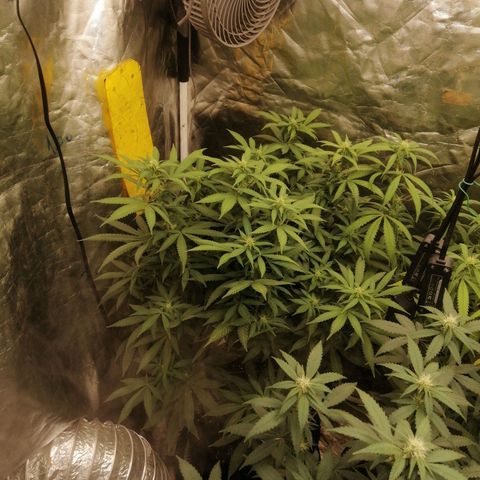 Amnesia 1 growlog timeline photo