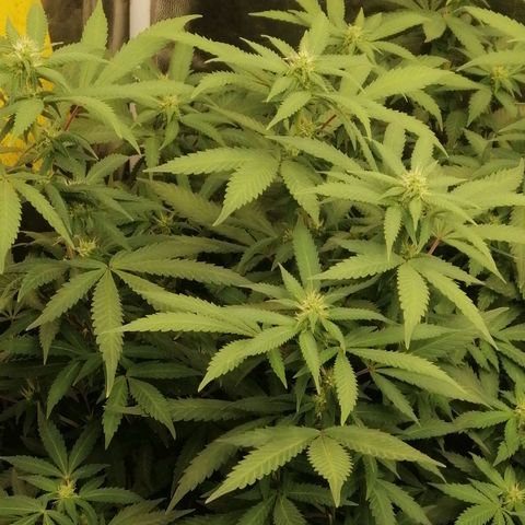 Amnesia 1 growlog timeline photo